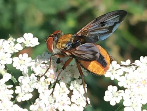 Ectophasia crassipennis
